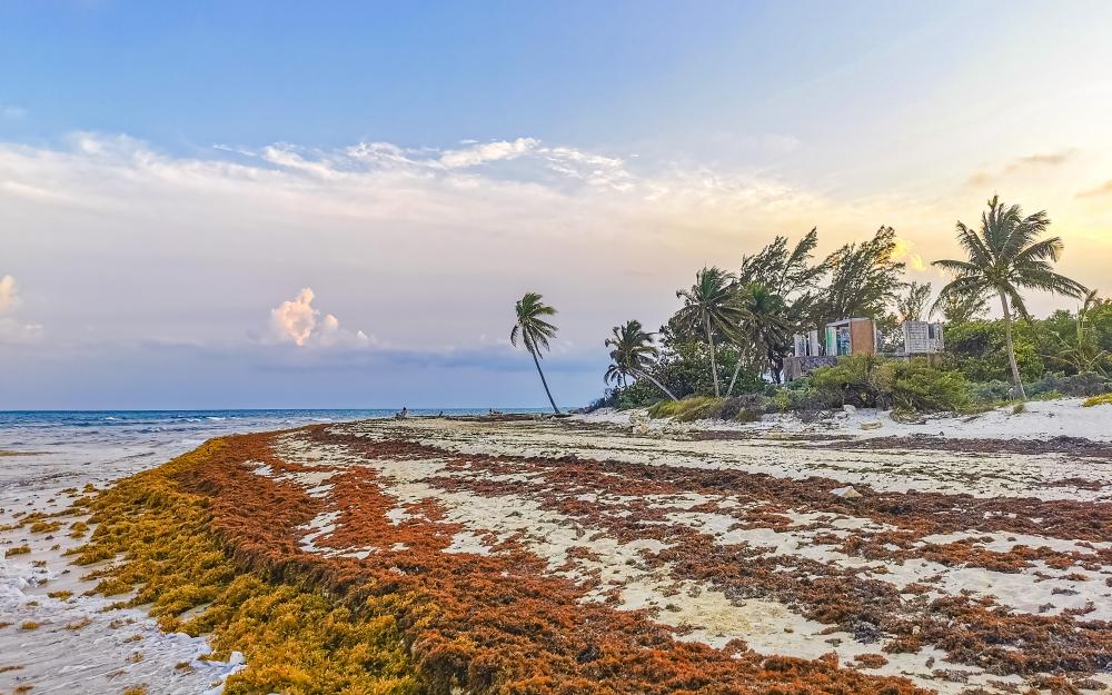 Breathtaking Playa del Carmen Beachfront Capturing the Essence of Florida Keys Culinary Experiences