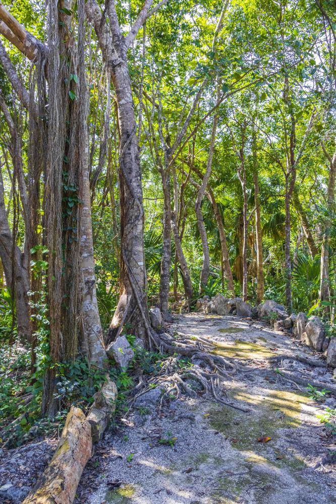 Puerto Aventuras Nature Trail Reflecting Big Pine Key's Natural Beauty and Adventure
