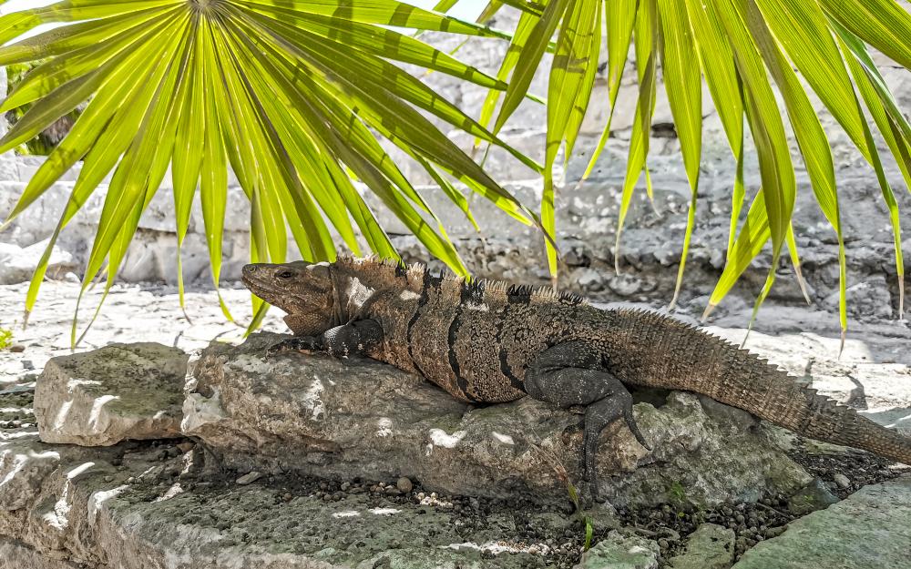 A serene view of Tulum, Quintana Roo, enhancing the allure of Florida Keys Wildlife Tours