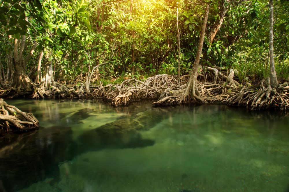 Pristine green waters in Krabi forest, Thailand, representing Florida Keys' lush environment