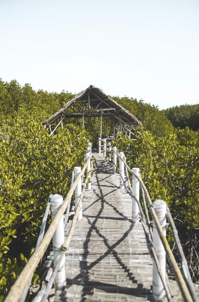 Tranquil Bantayan Island mangrove park at the close of day