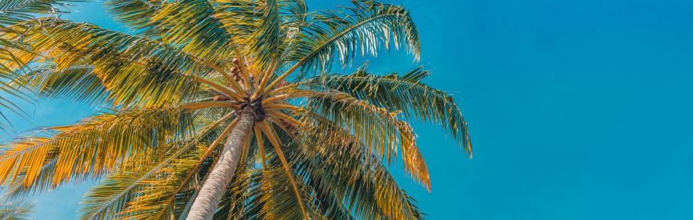 Romantic tropical palm tree scenery embodying Key West adventures