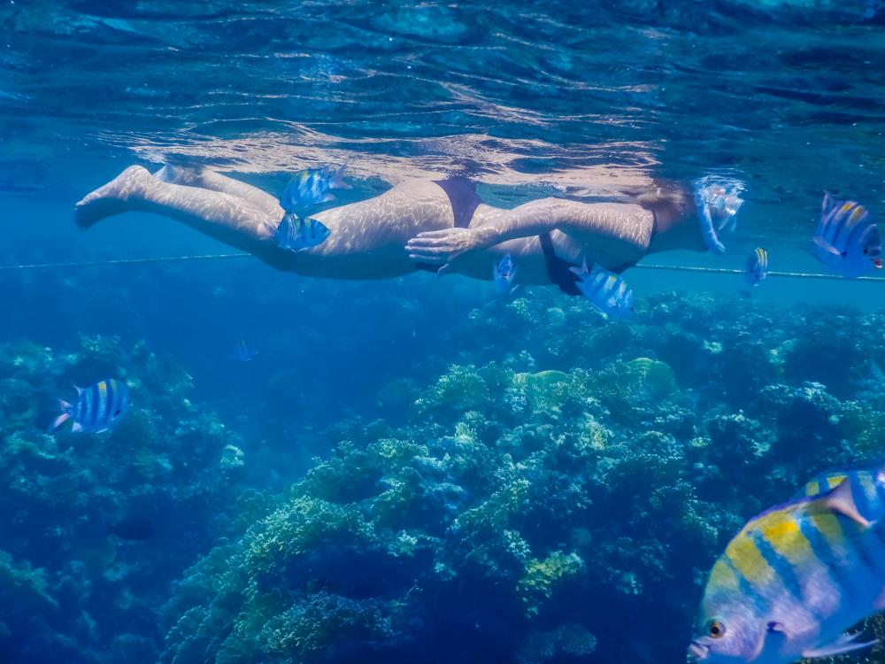 Woman Snorkeling in the Clear Waters of Florida Keys