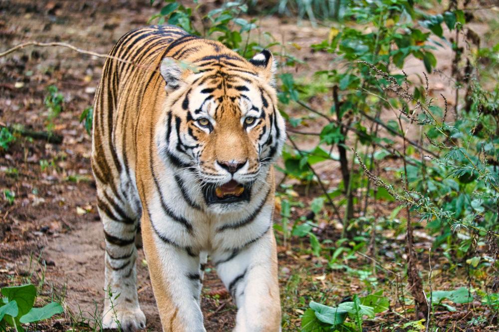 What to Expect During Your Bandhavgarh National Park Safari?