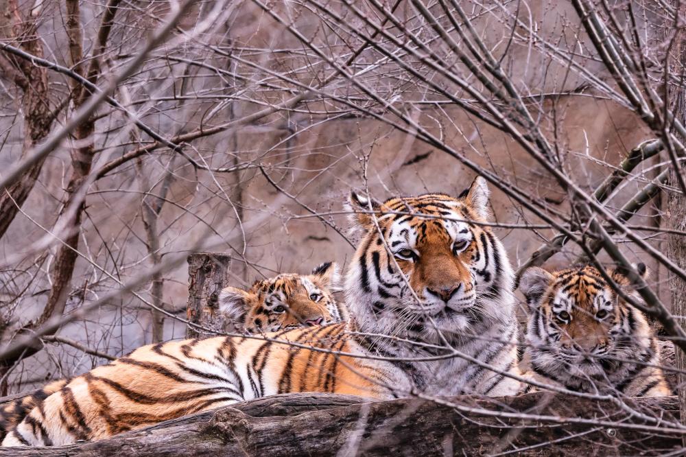 Why Ranthambore is a Must-Visit Destination?