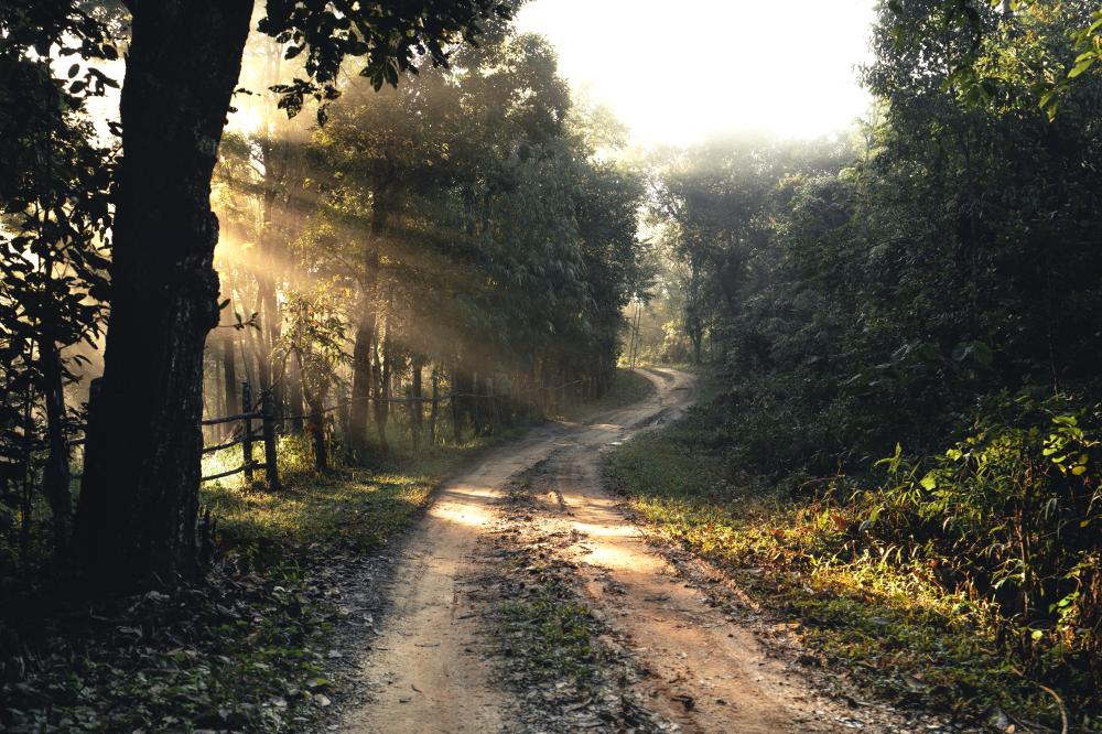 What Makes Kanha National Park Resorts Luxurious?