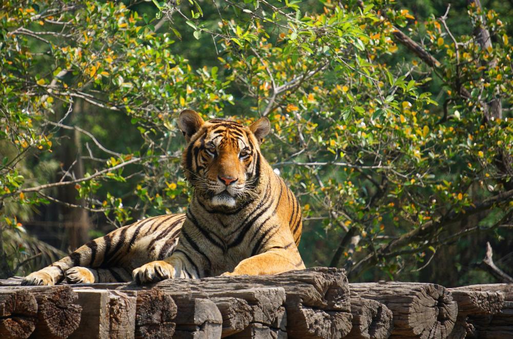 Unique Safari Experiences Await