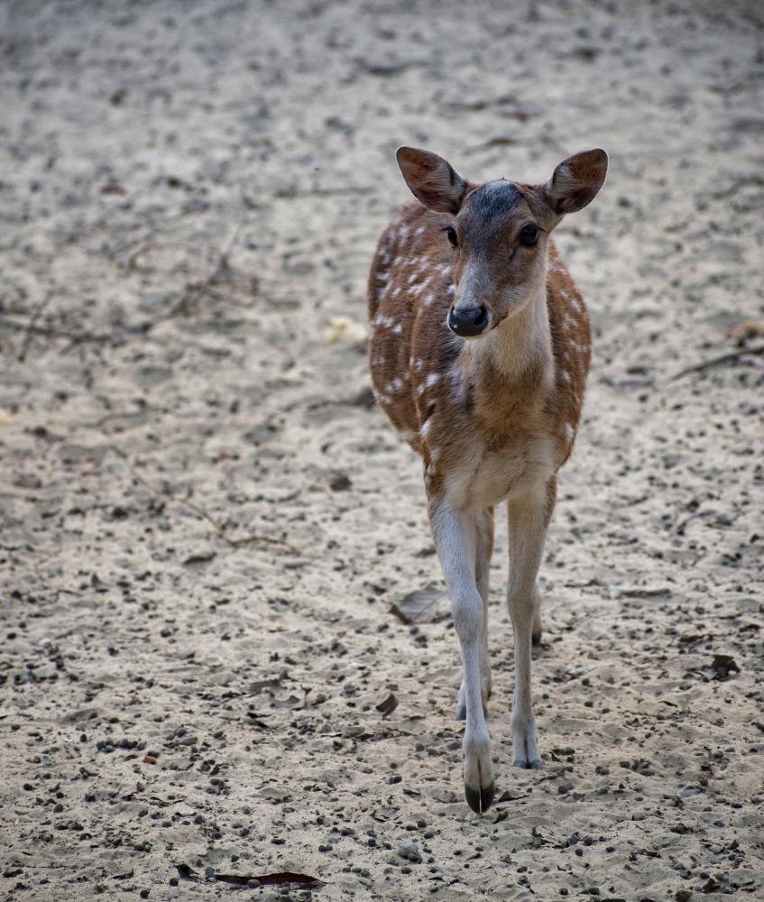 Why Book Kanha National Park Safari with Us?