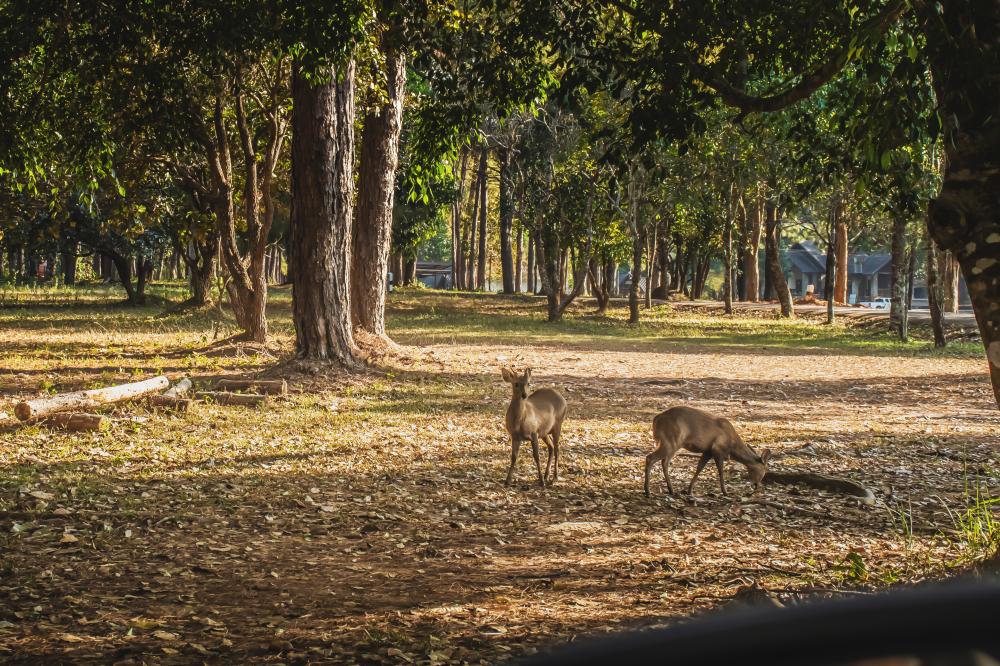Why Choose Kanha National Park Safari?