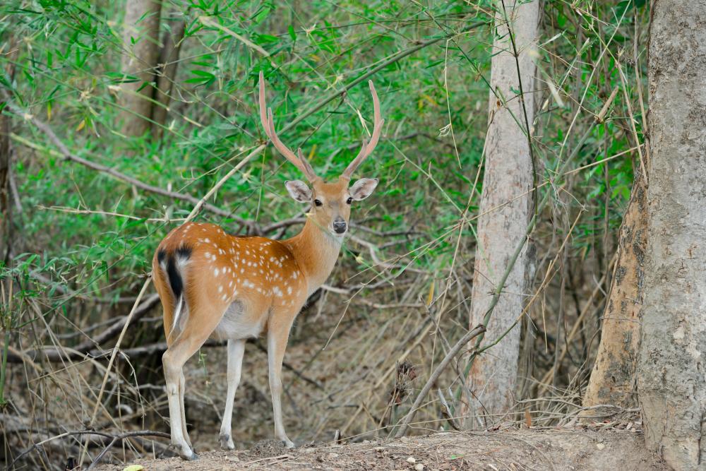 What Makes the Wildlife in Bandhavgarh National Park Unique?