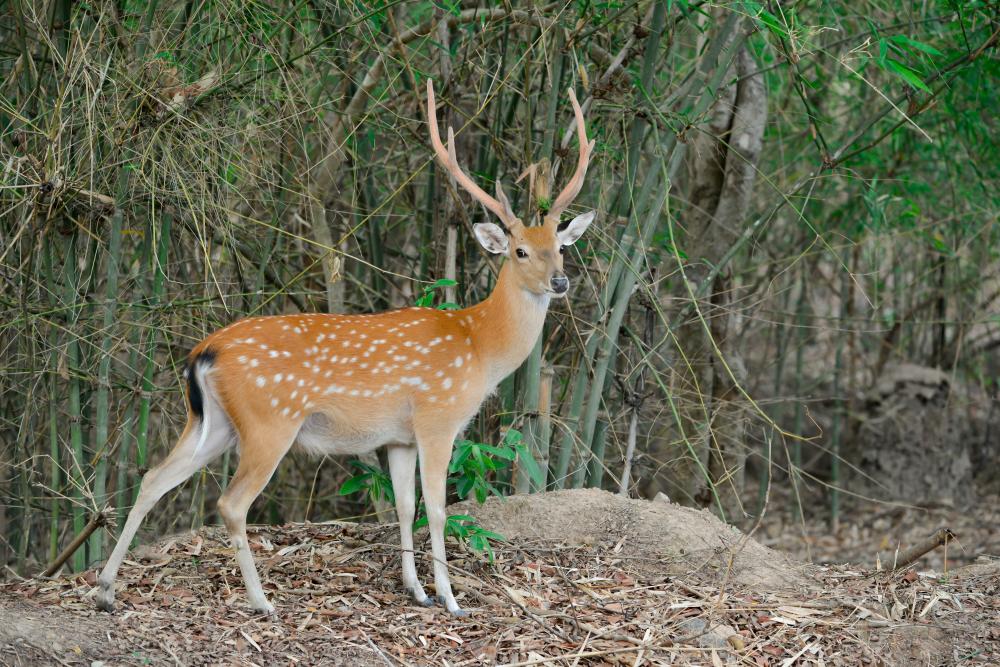 Exploring the Wildlife of Kanha National Park