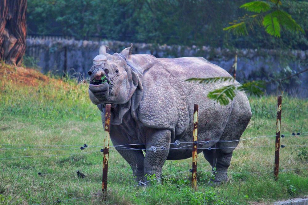 Why Kaziranga Safari Booking is Essential?