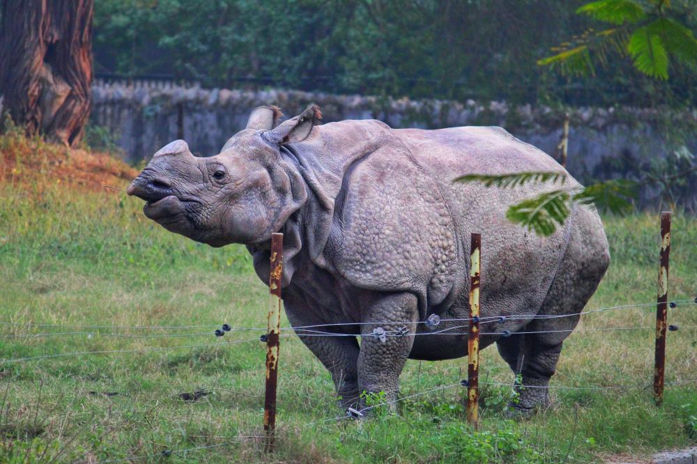 Why is Planning Ahead for Kaziranga Safari Booking Crucial?