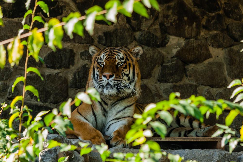 How to Book a Bandhavgarh Safari?