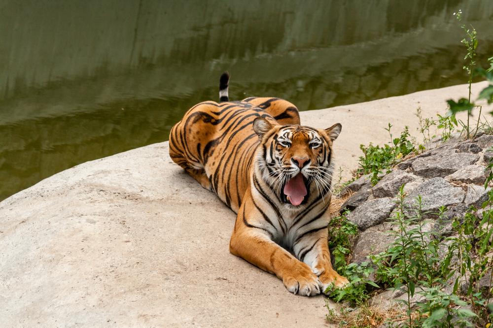 What Can You Expect on India Tiger Safaris?