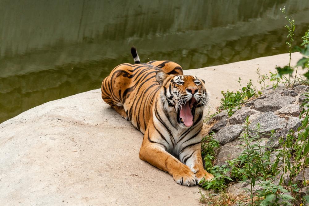 The Best National Parks for India Tiger Safaris