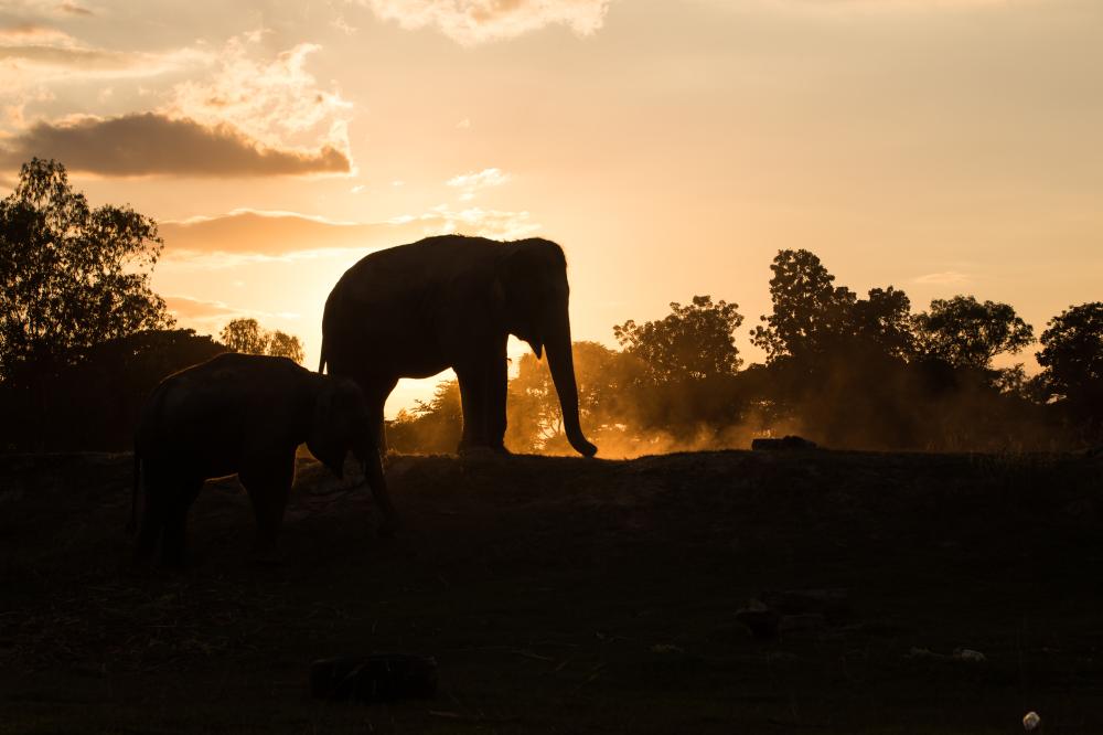 Why Choose an India Jungle Safari with Us?