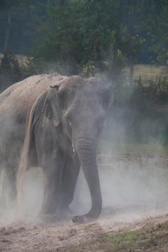 Why Choose Discovery Prime Tours for Your Elephant Safari