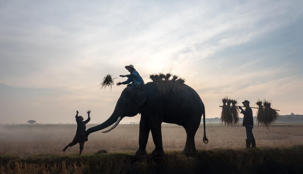Why Choose an Elephant Safari Kaziranga Adventure?
