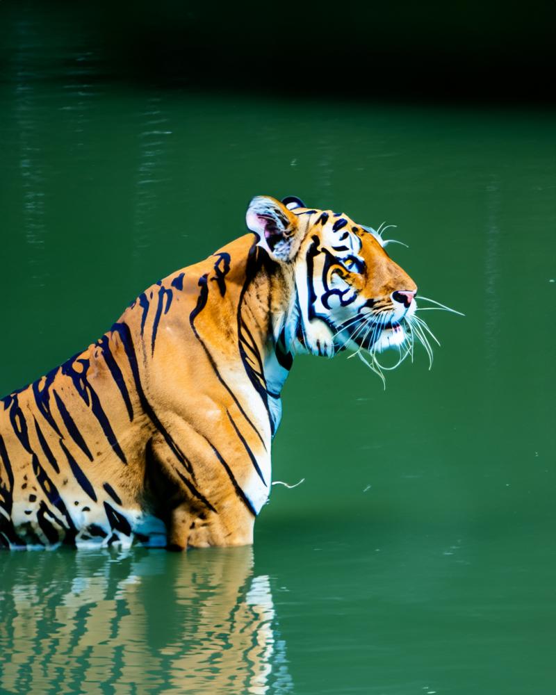 Planning Your Perfect Safari Adventure