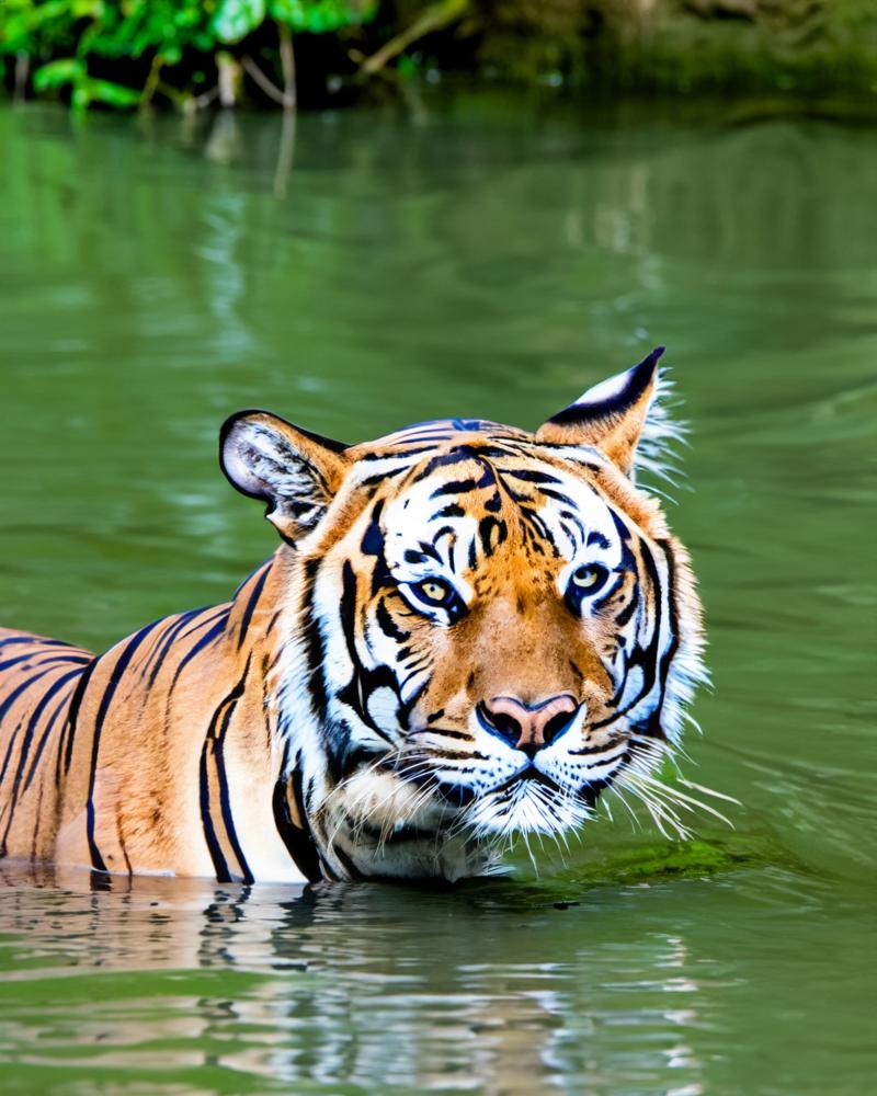 Which Resorts to Choose at Kanha?