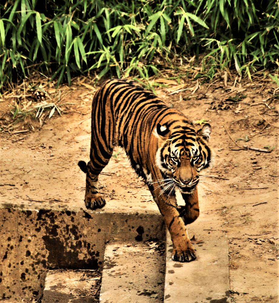 What Should You Bring on an India Jungle Safari?