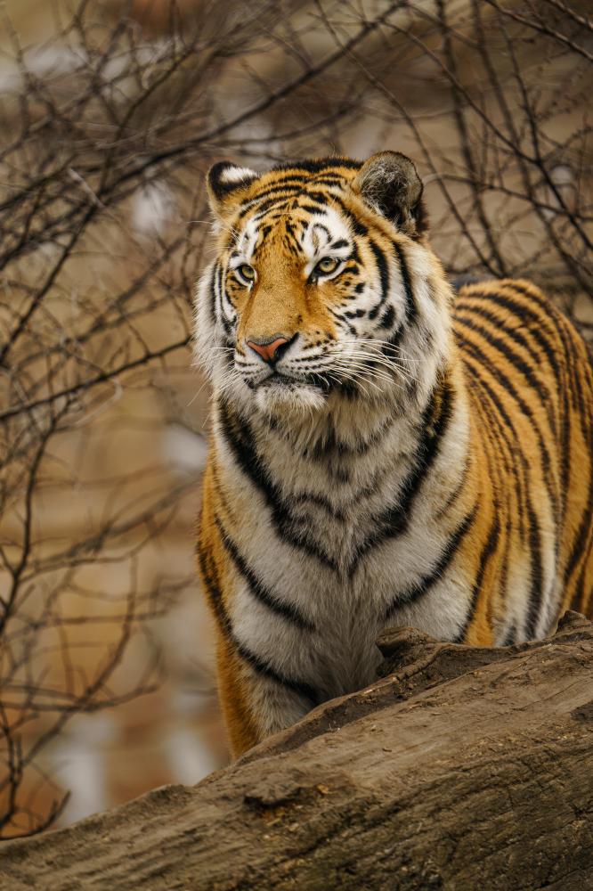 Why is Ranthambore Tiger Safari Unique?