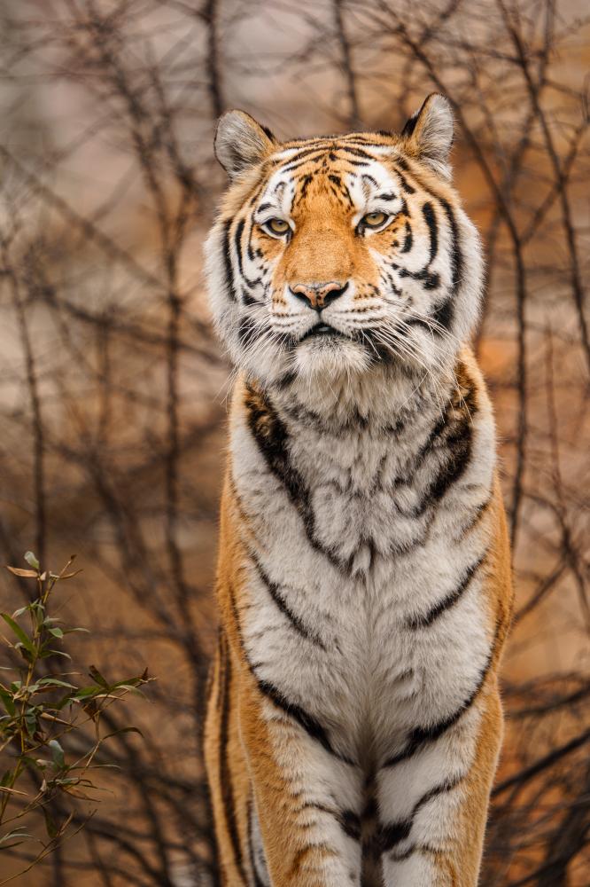 What Makes Ranthambore Safari Special?