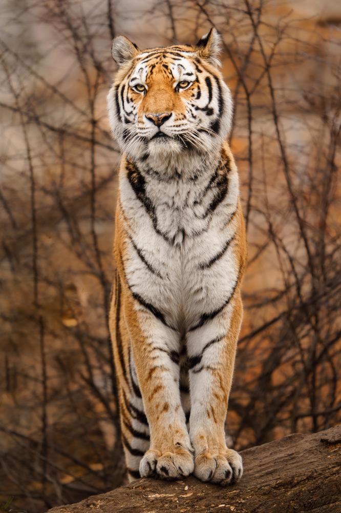 What To Expect During a Bandhavgarh Safari