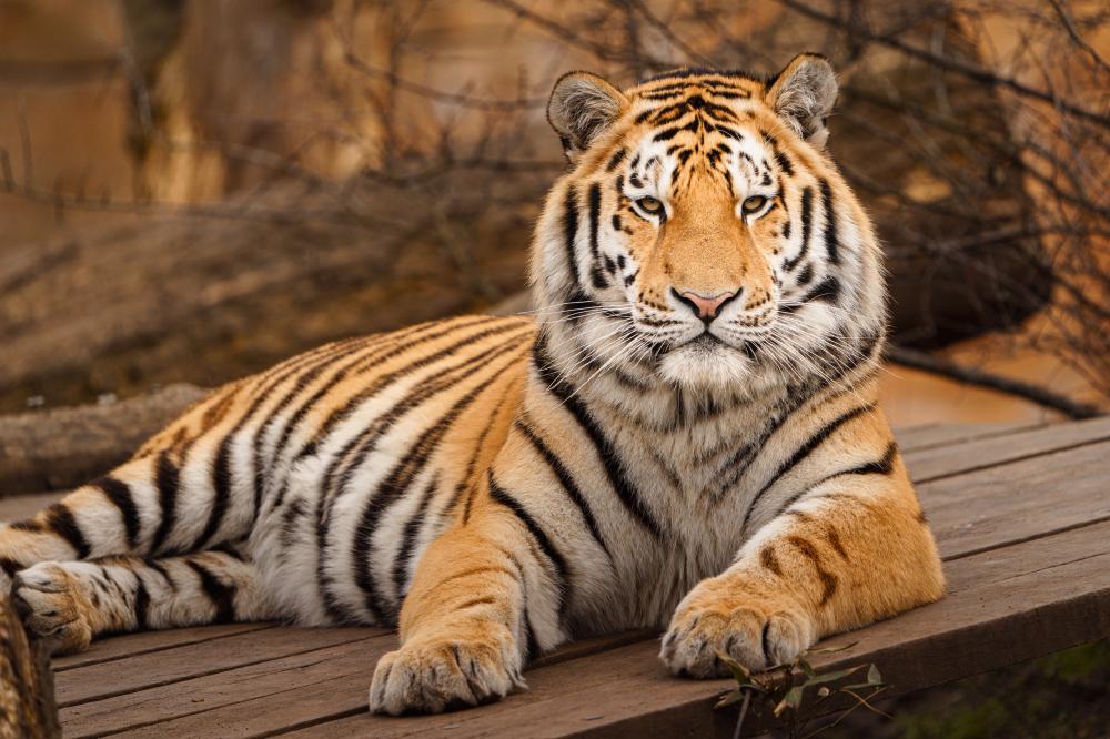 What Are the Best Parks for India Tiger Safaris?