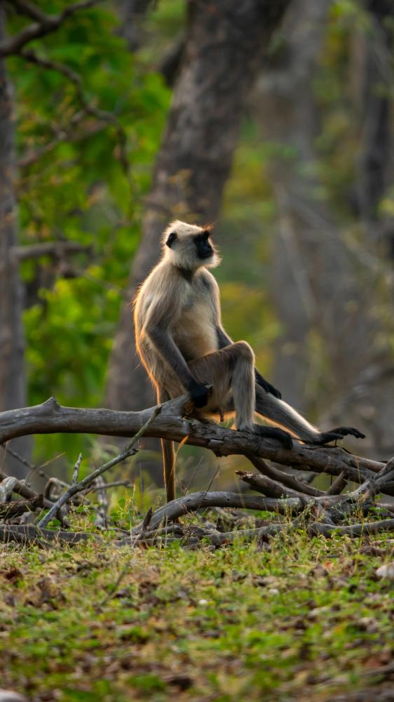 What Should You Expect on a Kanha National Park Safari?