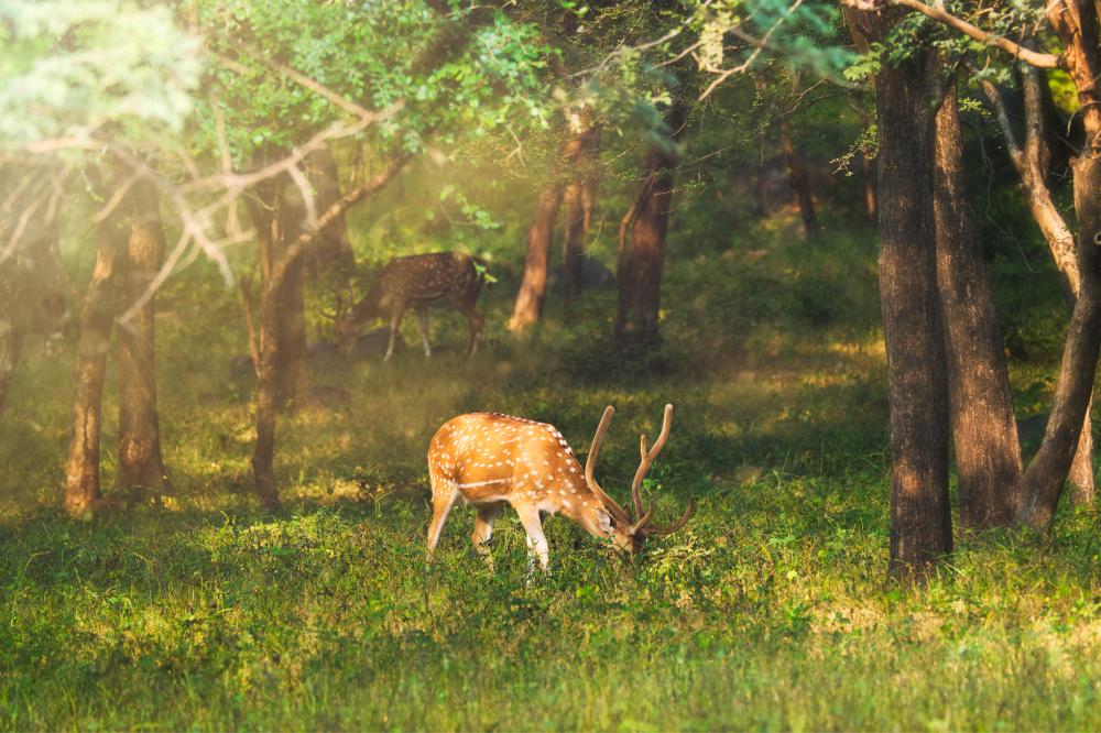 Why Visit Kanha National Park?