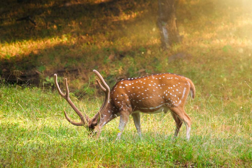 What Wildlife Can You See at Ranthambore National Park?