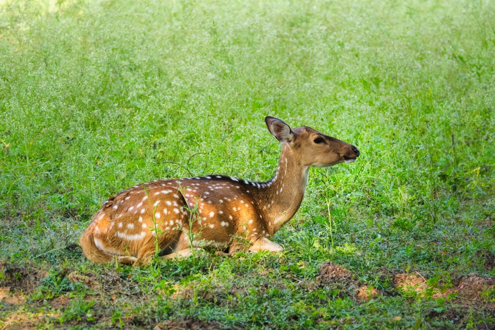 How to Explore Kanha National Park