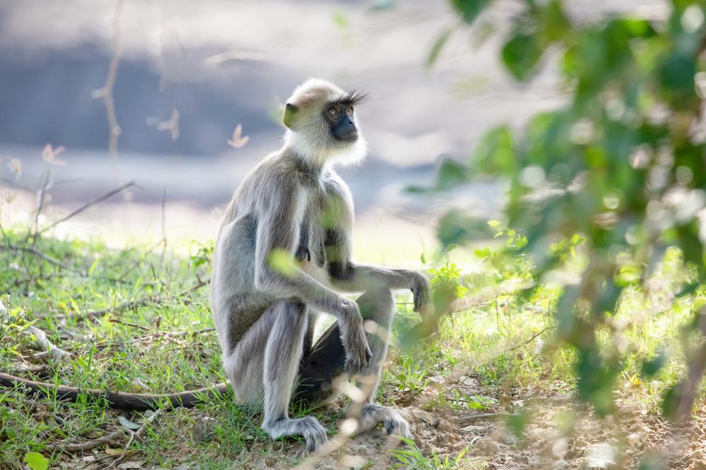 Wildlife Experiences at Bandhavgarh