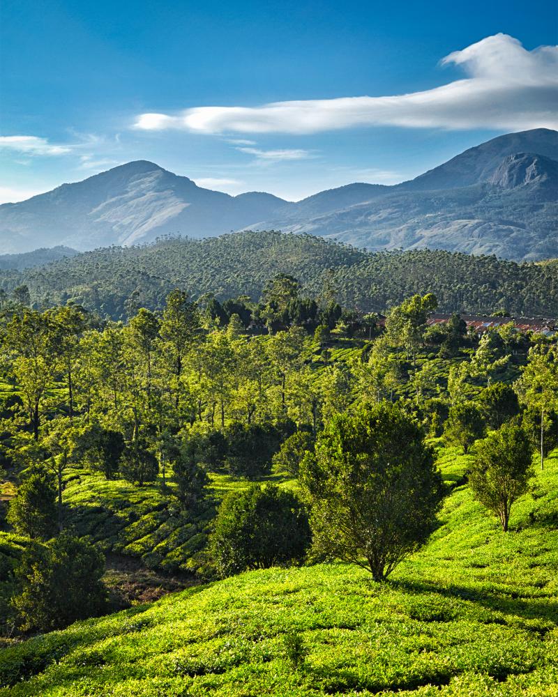 Choosing the Best Travel Agency in Kerala: What to Look For