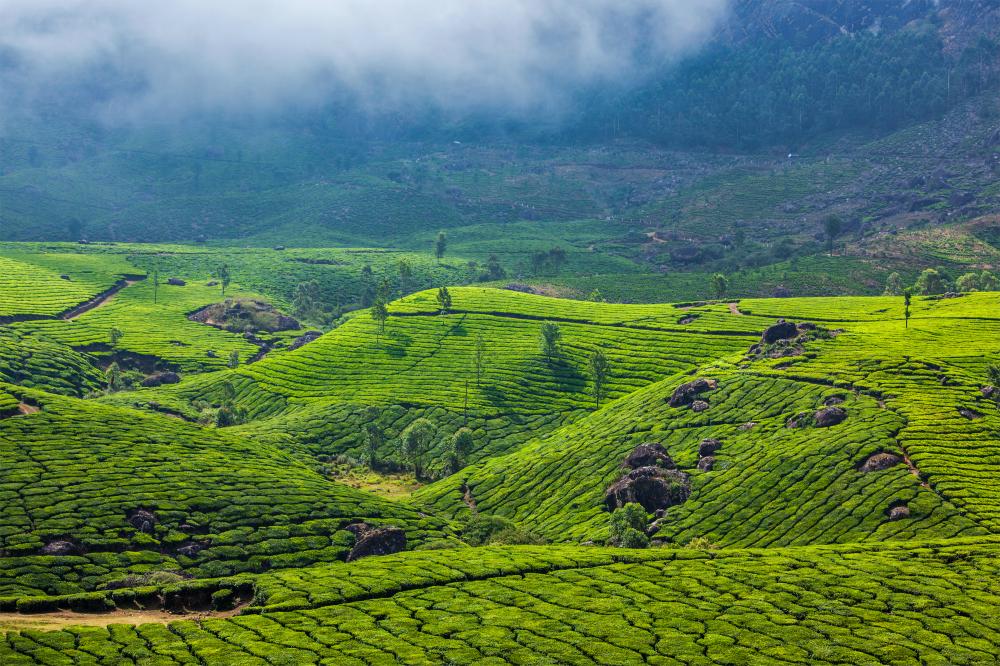 What Makes a South India Tour Memorable?
