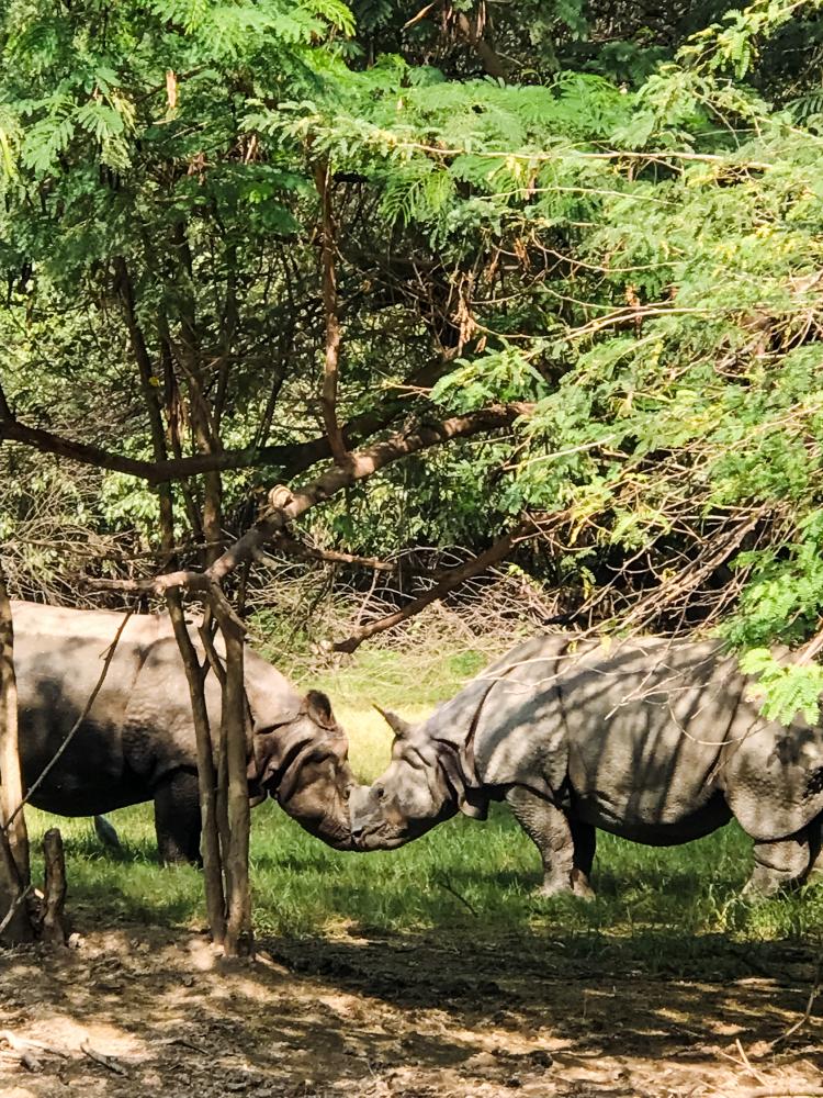 Jeep Safari versus Elephant Safari: Which Is Better?