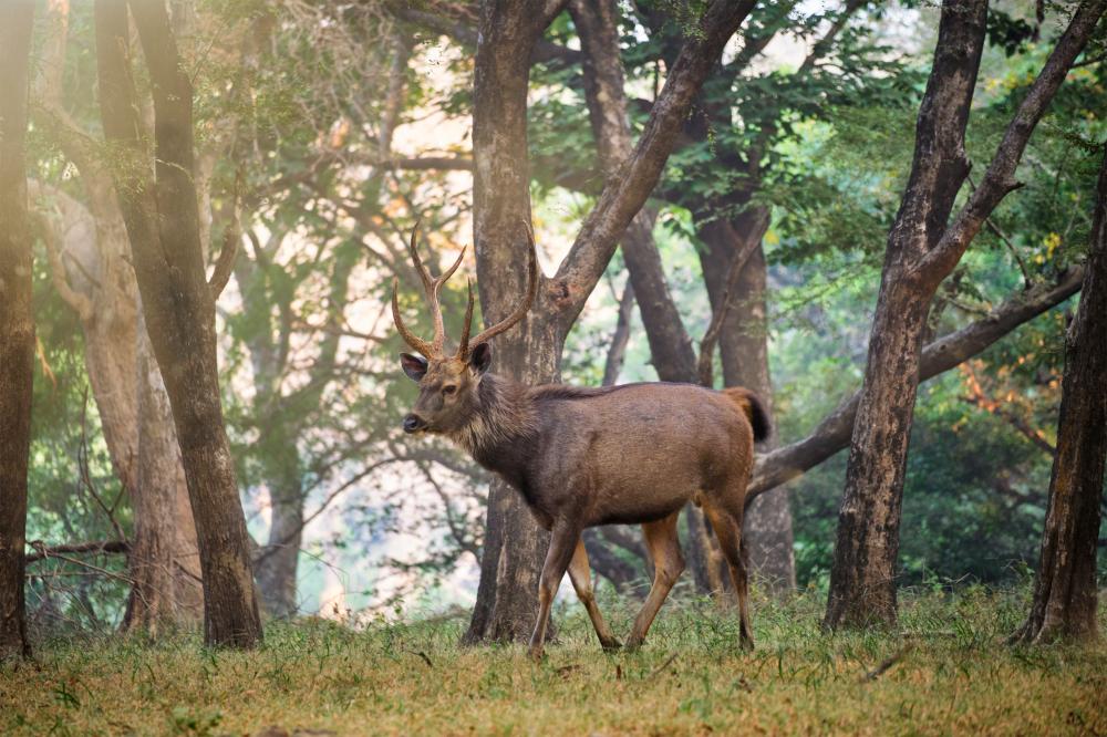 Planning Your Perfect Safari