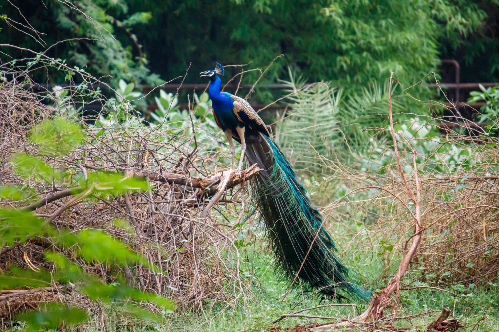 What Makes Kanha National Park Resorts Stand Out?