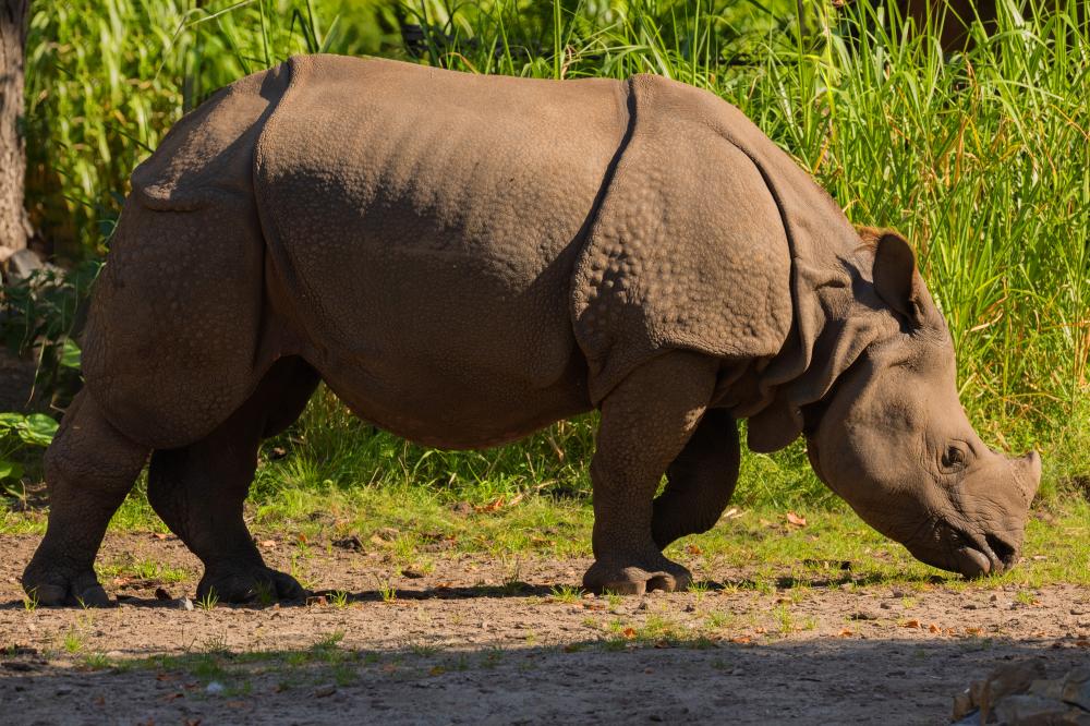 Planning Your Safari Adventure