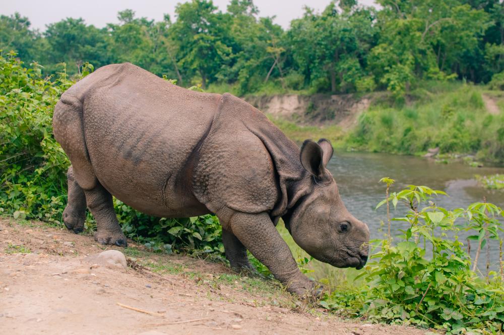 Wildlife Experiences in Kaziranga National Park Safari