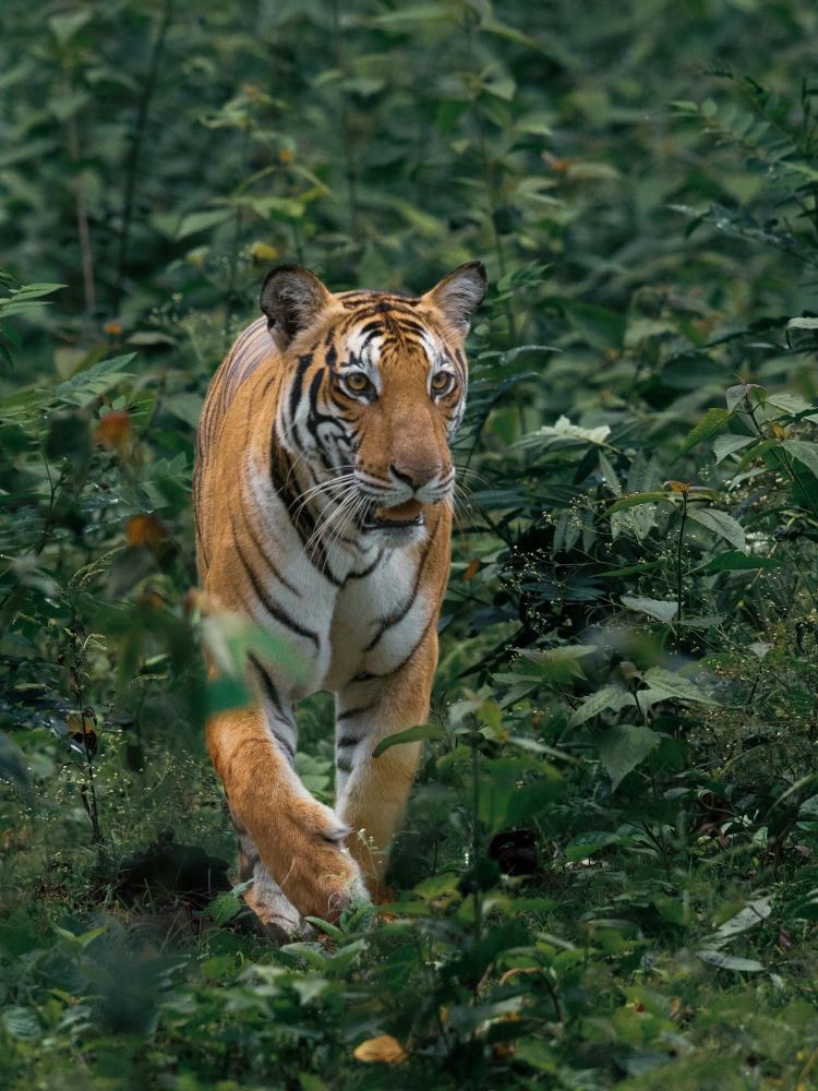 What Must a Jungle Safari in India Include?