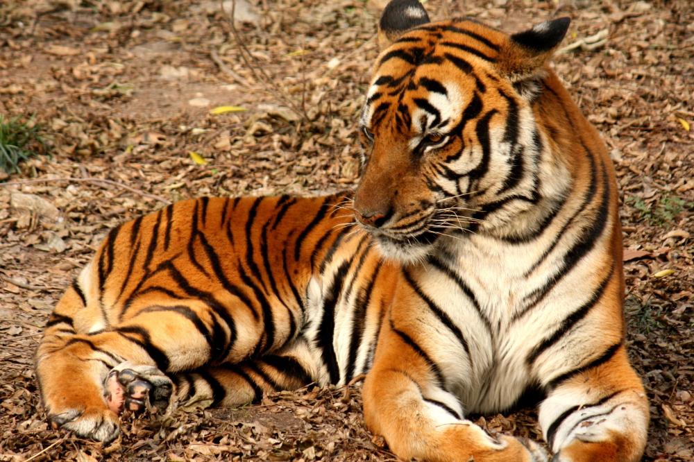 What Is the Best Time to Visit Ranthambore for a Tiger Safari?
