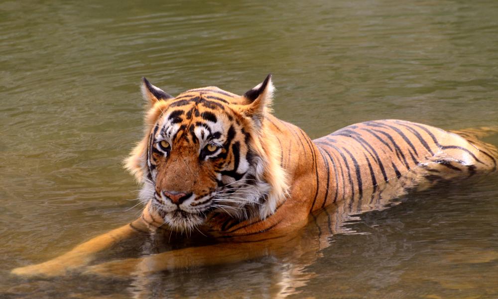 What Sets Ranthambore Safari Apart?