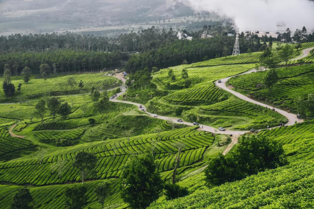 Culinary Delights of South India
