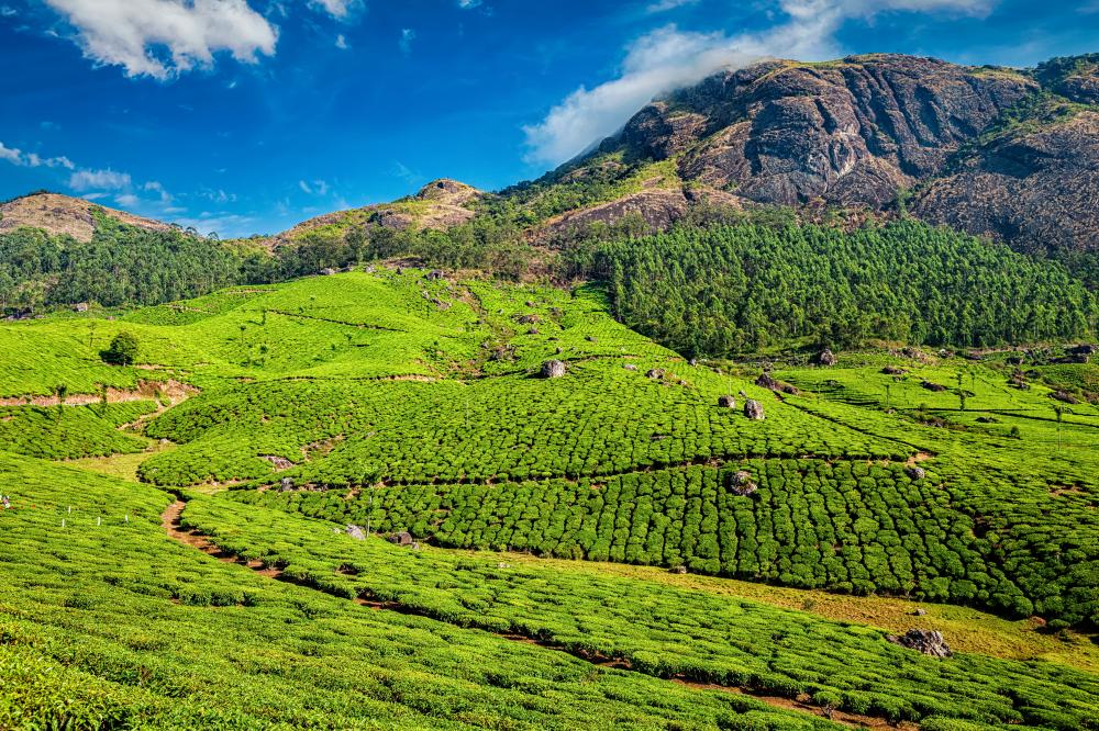 Why a Munnar Tour Package is Perfect for You