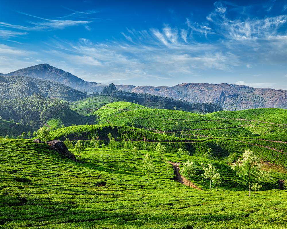 Why You Should Choose Kerala