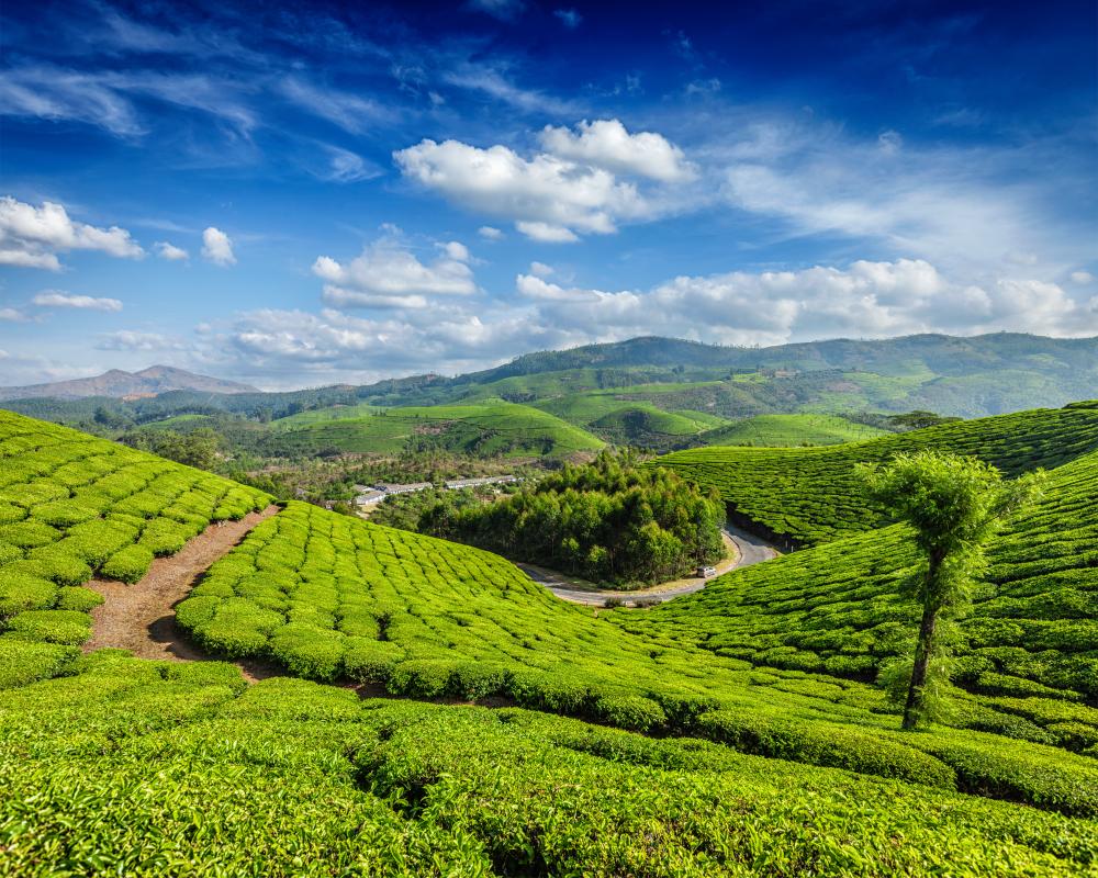 Unique Kerala Experiences with Discovery Prime Tours