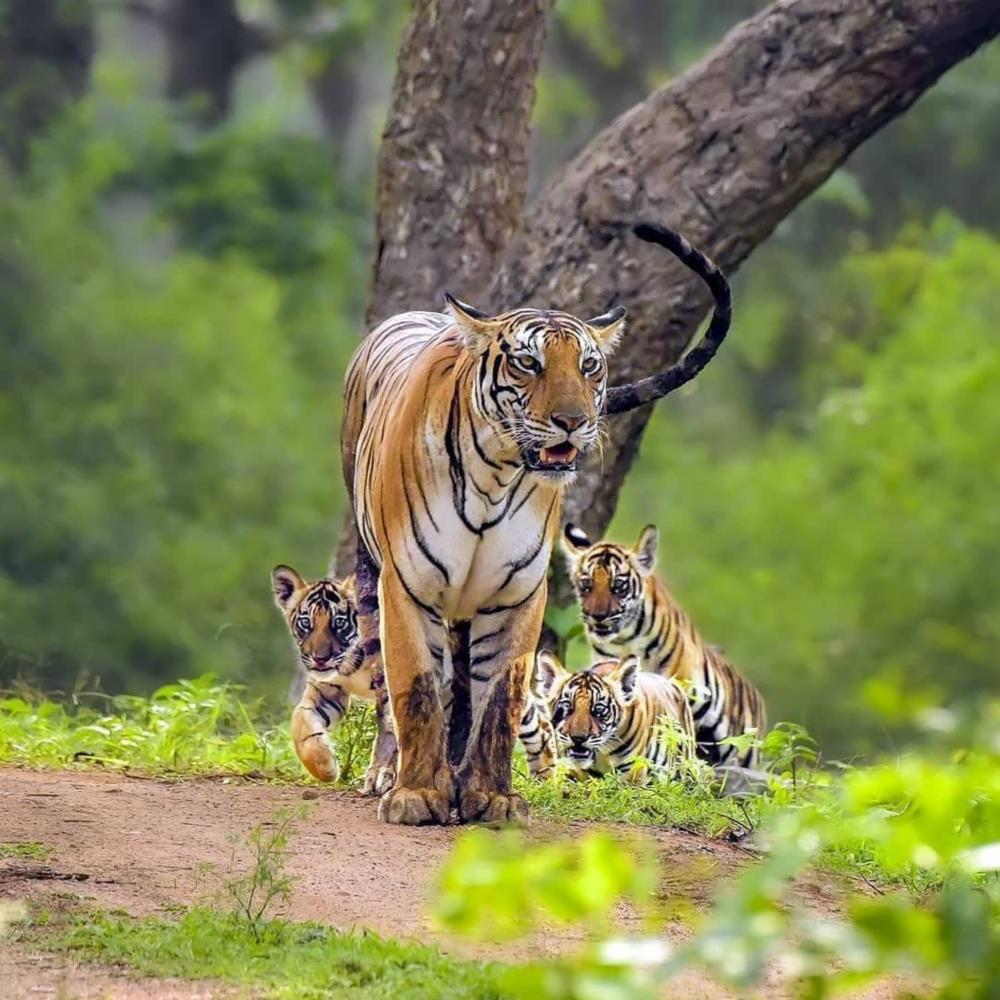 Unique India Jungle Safari Destinations